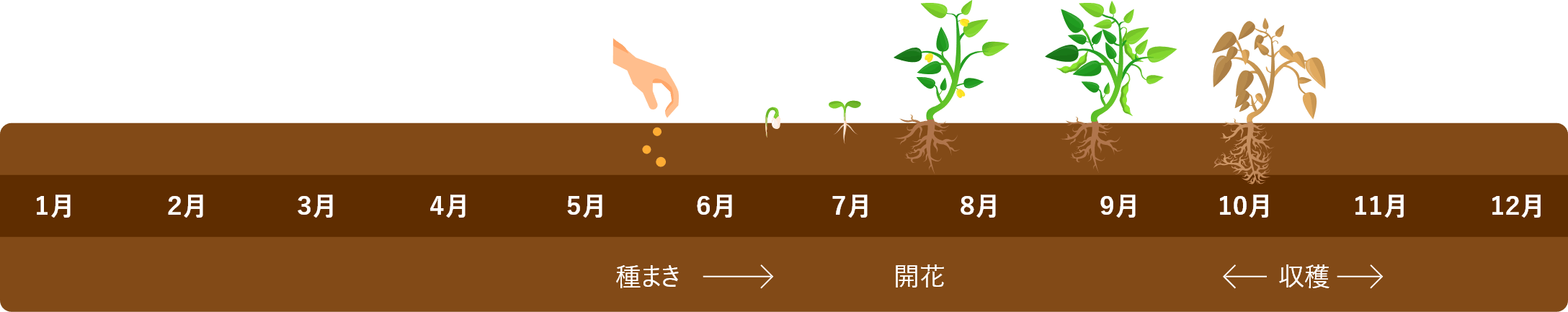 小豆栽培スケジュール