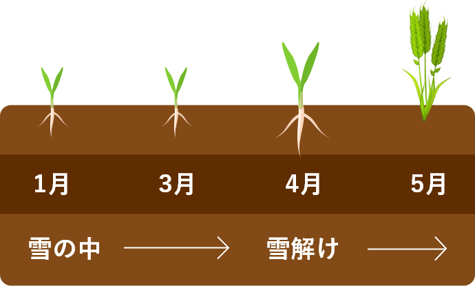 小麦栽培スケジュール